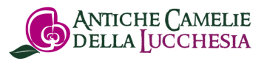 Antiche Camelie della Lucchesia